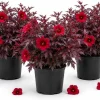 Set of 3 Cranberry Hibiscus Live Plants, 4-6 Inches Tall, Red Leaf False Roselle Shrubs for Outdoor - Image 1