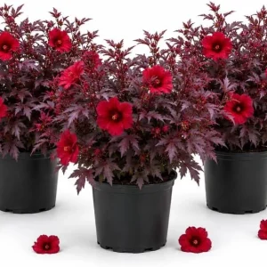 Set of 3 Cranberry Hibiscus Live Plants, 4-6 Inches Tall, Red Leaf False Roselle Shrubs for Outdoor - Image 1