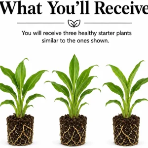 Set of 3 Curcuma Ginger Live Plants for Planting - Random Mix, 4-8 Inch Tall - Image 2
