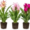Set of 3 Curcuma Ginger Live Plants for Planting - Random Mix, 4-8 Inch Tall - Image 1