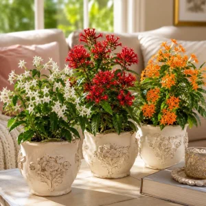 Set of 3 Jasmine Plants Live - White, Red, Orange Blooming Tropical Tree, 4-8 Inch Tall - Image 3