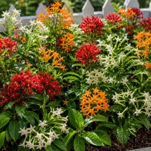 Set of 3 Jasmine Plants Live - White, Red, Orange Blooming Tropical Tree, 4-8 Inch Tall - Image 6