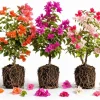 Set of 3 Mixed Bougainvillea Live Plants, 4-7 Inches Tall, Outdoor Flowering Vines - Image 1
