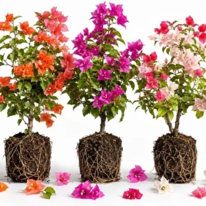 Set of 3 Mixed Bougainvillea Live Plants, 4-7 Inches Tall, Outdoor Flowering Vines - Image 1