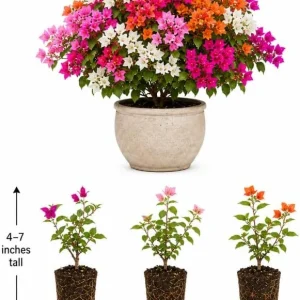 Set of 3 Mixed Bougainvillea Live Plants, 4-7 Inches Tall, Outdoor Flowering Vines - Image 3
