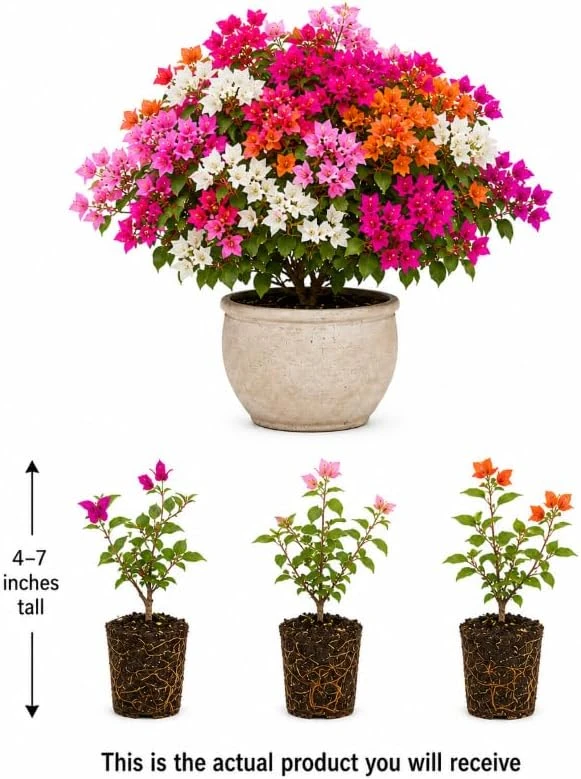 Set of 3 Mixed Bougainvillea Live Plants, 4-7 Inches Tall, Outdoor Flowering Vines - Image 3