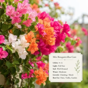 Set of 3 Mixed Bougainvillea Live Plants, 4-7 Inches Tall, Outdoor Flowering Vines - Image 5