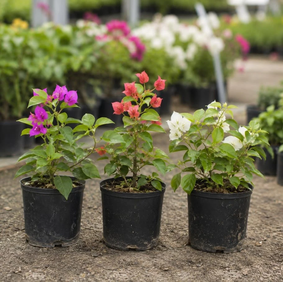Set of 3 Mixed Bougainvillea Live Plants, 4-7 Inches Tall, Outdoor Flowering Vines - Image 6