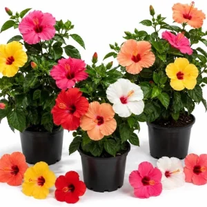 Set of 3 Mixed Hardy Hibiscus Live Plants, 4-7 Inches Tall, Rooted Shrubs, Outdoor - Image 1