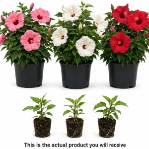 Set of 3 Mixed Hardy Hibiscus Live Plants, 4-7 Inches Tall, Rooted Shrubs, Outdoor - Image 3