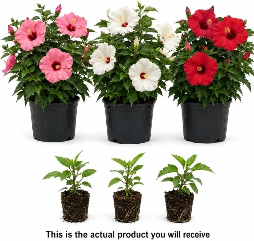 Set of 3 Mixed Hardy Hibiscus Live Plants, 4-7 Inches Tall, Rooted Shrubs, Outdoor - Image 3