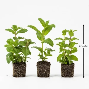 Set of 3 Random Mint Live Plants, Culinary Herb Starter Plants, 4-7 Inch Tall, Indoor/Outdoor Garden - Image 5