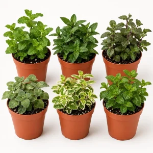 Set of 3 Random Mint Live Plants, Culinary Herb Starter Plants, 4-7 Inch Tall, Indoor/Outdoor Garden - Image 1