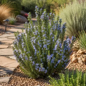 Set of 3 Rosemary Live Plants, 4-6 Inch Tall Blue Rosemary Starter Plants, Outdoor Herb Shrub - Image 2