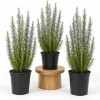 Set of 3 Rosemary Live Plants, 4-6 Inch Tall Blue Rosemary Starter Plants, Outdoor Herb Shrub - Image 1