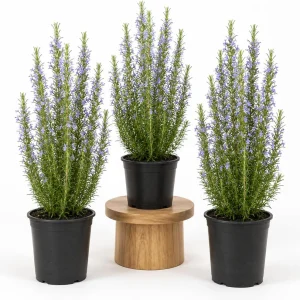 Set of 3 Rosemary Live Plants, 4-6 Inch Tall Blue Rosemary Starter Plants, Outdoor Herb Shrub - Image 1