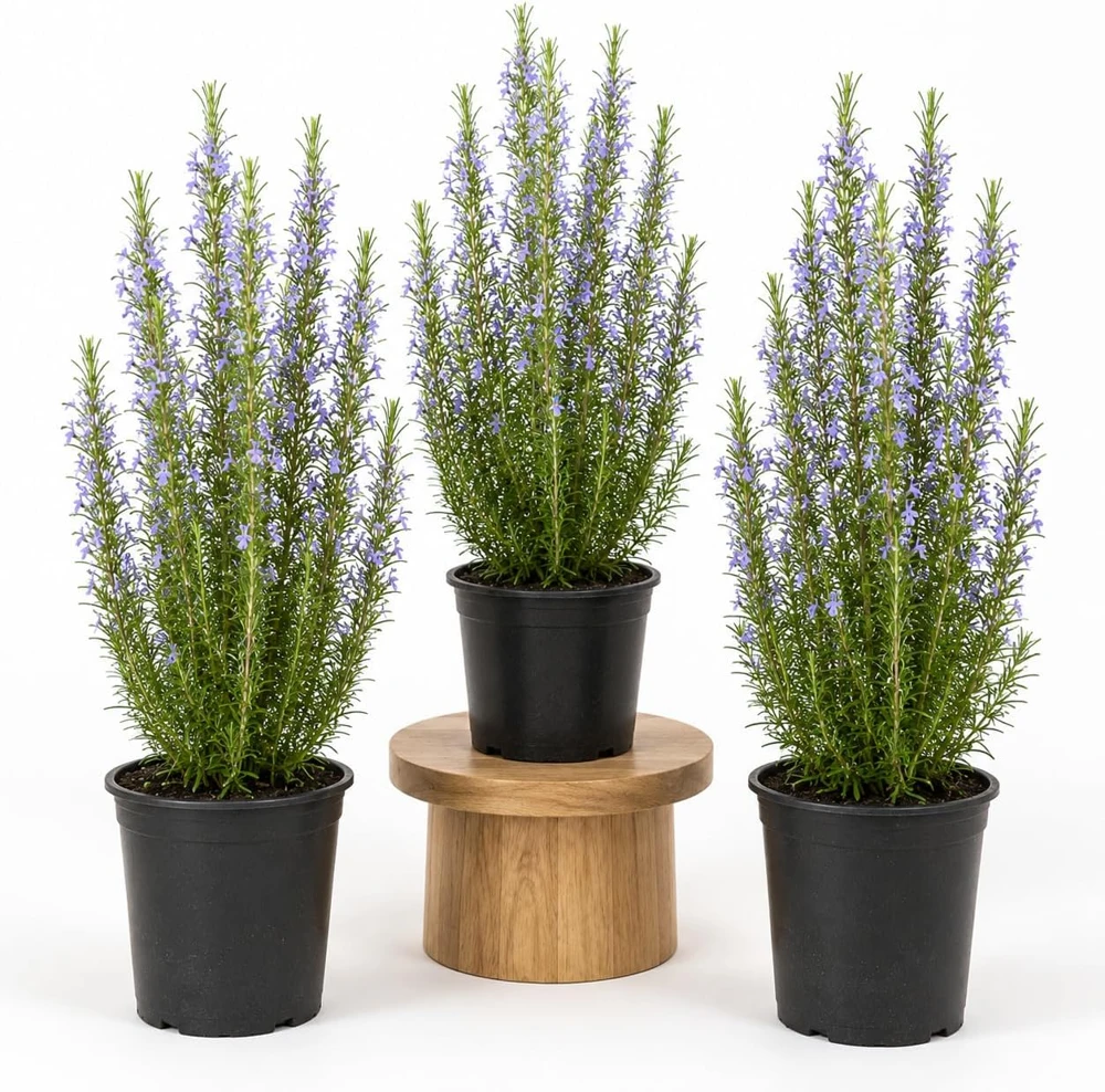 Set of 3 Rosemary Live Plants, 4-6 Inch Tall Blue Rosemary Starter Plants, Outdoor Herb Shrub - Image 1