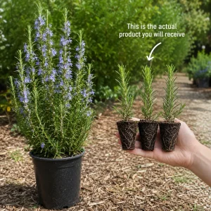 Set of 3 Rosemary Live Plants, 4-6 Inch Tall Blue Rosemary Starter Plants, Outdoor Herb Shrub - Image 3