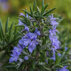 Set of 3 Rosemary Live Plants, 4-6 Inch Tall Blue Rosemary Starter Plants, Outdoor Herb Shrub - Image 4