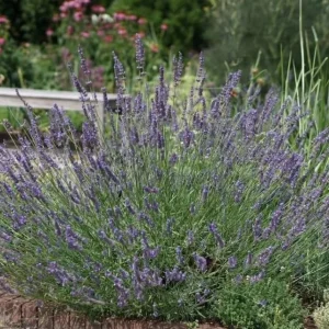 Set of 4 Blue Purple Lavender Live Plants 4-6 Inches Tall – Fragrant Outdoor Shrub - Image 5