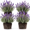 Set of 4 Blue Purple Lavender Live Plants 4-6 Inches Tall – Fragrant Outdoor Shrub - Image 1