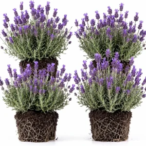 Set of 4 Blue Purple Lavender Live Plants 4-6 Inches Tall – Fragrant Outdoor Shrub - Image 1