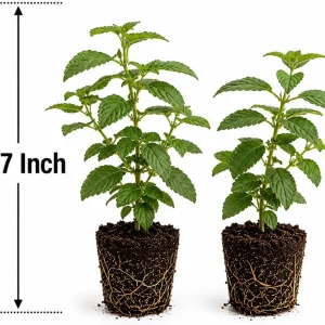 Set of 4 Bright Orange Lantana Live Plants, 4-7 Inches Tall, Trailing Flowering Starters for Outdoor - Image 5
