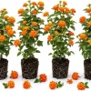 Set of 4 Bright Orange Lantana Live Plants, 4-7 Inches Tall, Trailing Flowering Starters for Outdoor - Image 1