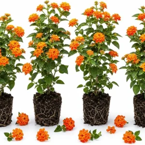 Set of 4 Bright Orange Lantana Live Plants, 4-7 Inches Tall, Trailing Flowering Starters for Outdoor - Image 1