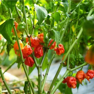 Set of 4 Carolina Reaper Pepper Plants Live - Hot Chili Peppers, 4-6 Inch Tall - Image 4