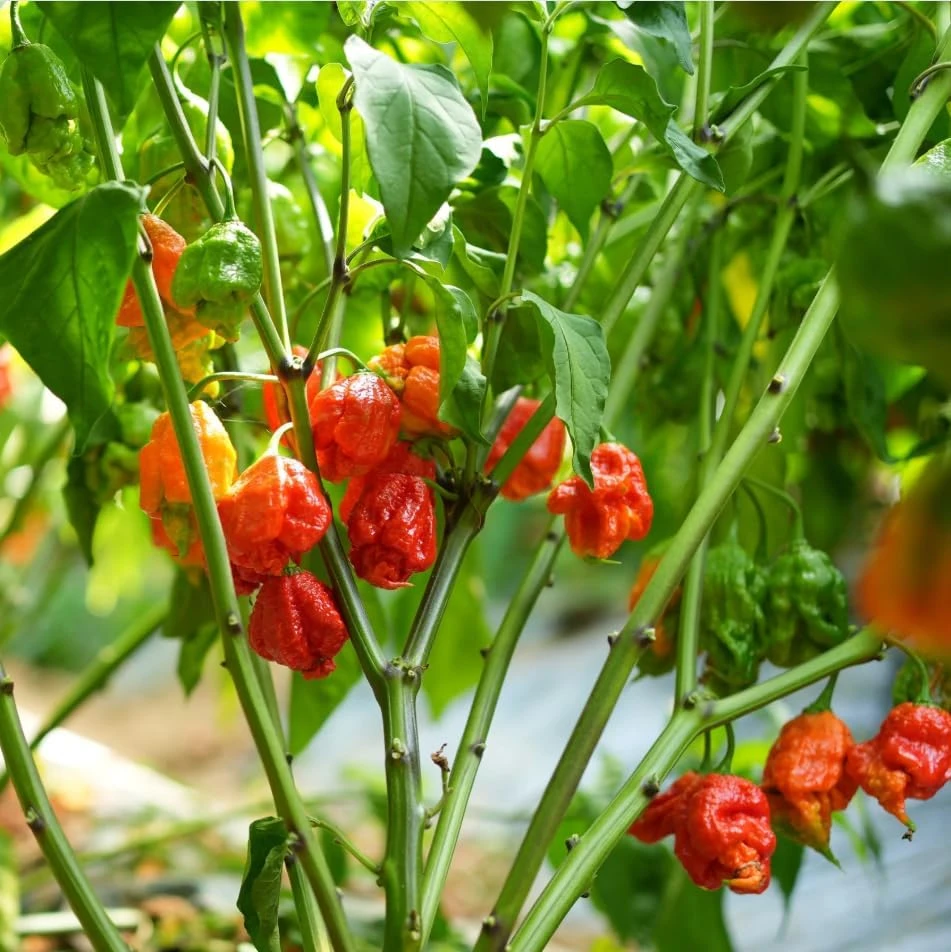 Set of 4 Carolina Reaper Pepper Plants Live - Hot Chili Peppers, 4-6 Inch Tall - Image 4