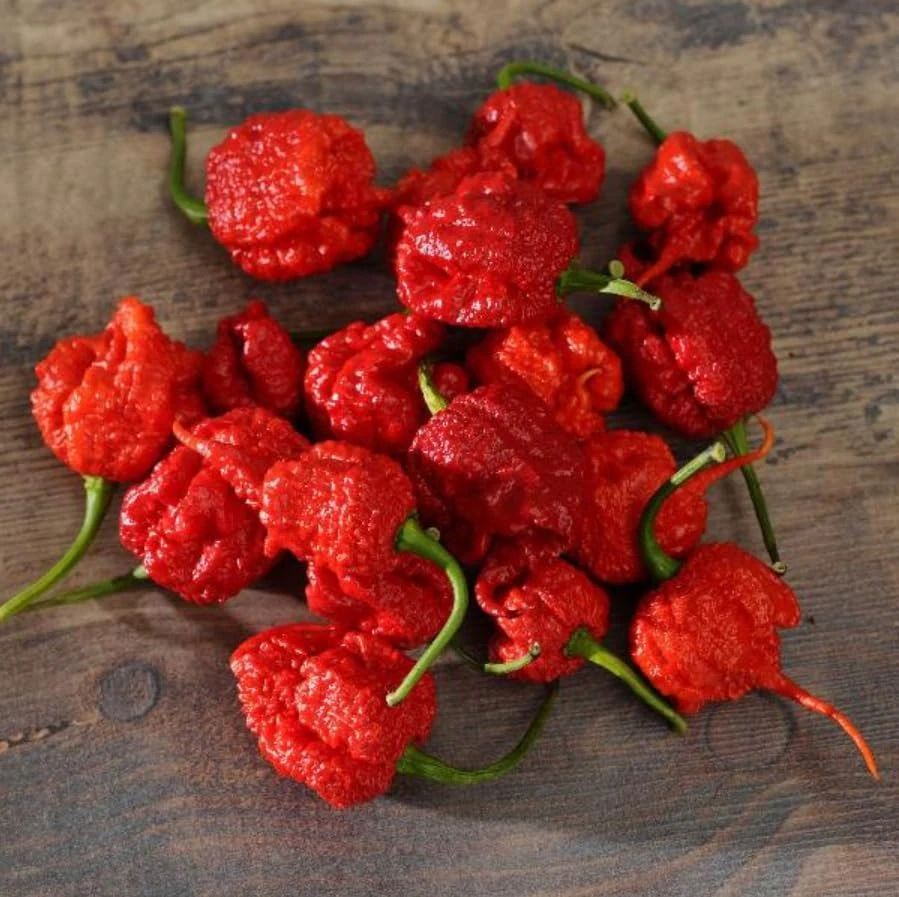 Set of 4 Carolina Reaper Pepper Plants Live - Hot Chili Peppers, 4-6 Inch Tall - Image 7