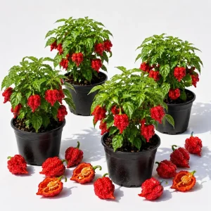 Set of 4 Carolina Reaper Pepper Plants Live - Hot Chili Peppers, 4-6 Inch Tall - Image 1