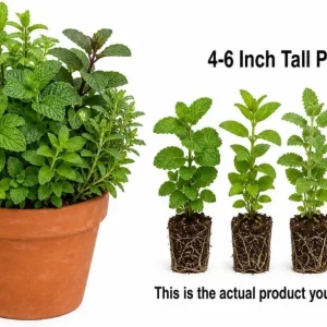 Set of 4 Mint Live Plants, Fragrant Culinary Herb Starter Plants, 4-7 Inch Tall, Indoor/Outdoor - Image 5