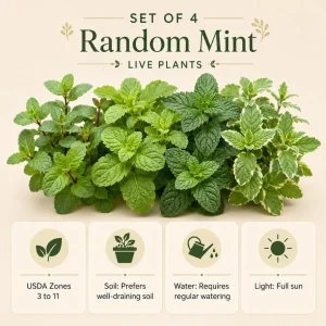 Set of 4 Mint Live Plants, Fragrant Culinary Herb Starter Plants, 4-7 Inch Tall, Indoor/Outdoor - Image 6