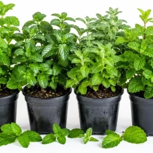 Set of 4 Mint Live Plants, Fragrant Culinary Herb Starter Plants, 4-7 Inch Tall, Indoor/Outdoor - Image 1