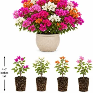 Set of 4 Mixed Bougainvillea Live Plants, 4-7 Inches Tall, Tropical Flowering Plants - Image 4