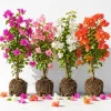 Set of 4 Mixed Bougainvillea Live Plants, 4-7 Inches Tall, Tropical Flowering Plants - Image 1