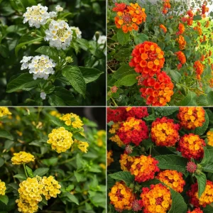 Set of 4 Mixed Lantana Live Plants, 4-7 Inch Flowering Starter Shrubs for Outdoor Garden - Image 2