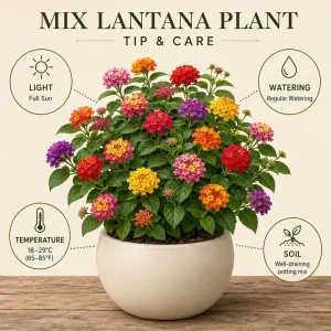 Set of 4 Mixed Lantana Live Plants, 4-7 Inch Flowering Starter Shrubs for Outdoor Garden - Image 3