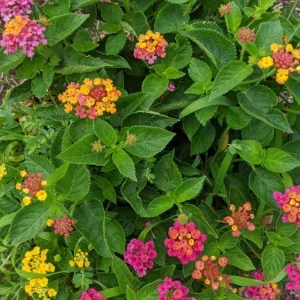 Set of 4 Mixed Lantana Live Plants, 4-7 Inch Flowering Starter Shrubs for Outdoor Garden - Image 6
