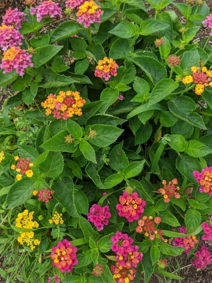 Set of 4 Mixed Lantana Live Plants, 4-7 Inch Flowering Starter Shrubs for Outdoor Garden - Image 6