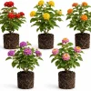 Set of 4 Mixed Lantana Live Plants, 4-7 Inch Flowering Starter Shrubs for Outdoor Garden - Image 1