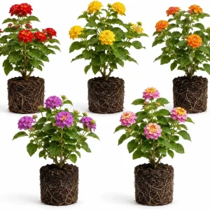 Set of 4 Mixed Lantana Live Plants, 4-7 Inch Flowering Starter Shrubs for Outdoor Garden - Image 1