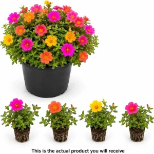 Set of 4 Mixed Portulaca Live Plants, 4-6 Inches Tall Moss Rose Starter Plants for Outdoor Gardens - Image 4