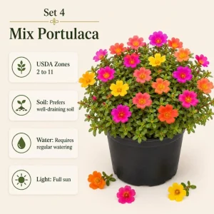 Set of 4 Mixed Portulaca Live Plants, 4-6 Inches Tall Moss Rose Starter Plants for Outdoor Gardens - Image 6