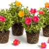 Set of 4 Mixed Portulaca Live Plants, 4-6 Inches Tall Moss Rose Starter Plants for Outdoor Gardens - Image 1