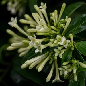 Set of 4 Night Blooming Jasmine Live Plants, 4-6 Inches Tall, White Fragrant Jessamine, Indoor/Outdoor - Image 3
