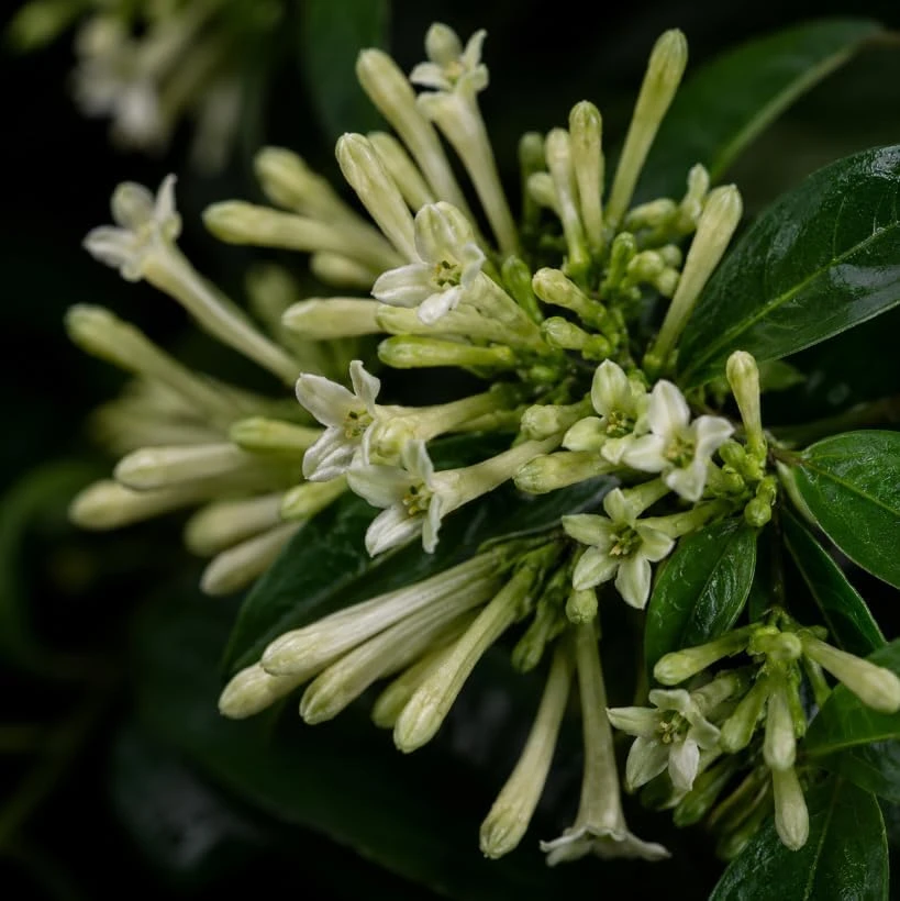 Set of 4 Night Blooming Jasmine Live Plants, 4-6 Inches Tall, White Fragrant Jessamine, Indoor/Outdoor - Image 3