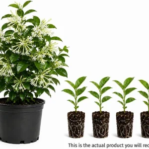 Set of 4 Night Blooming Jasmine Live Plants, 4-6 Inches Tall, White Fragrant Jessamine, Indoor/Outdoor - Image 5